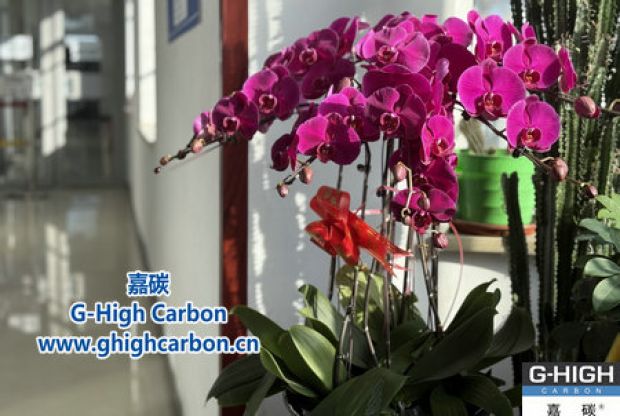 蝴蝶蘭綻活力，政企情暖新春